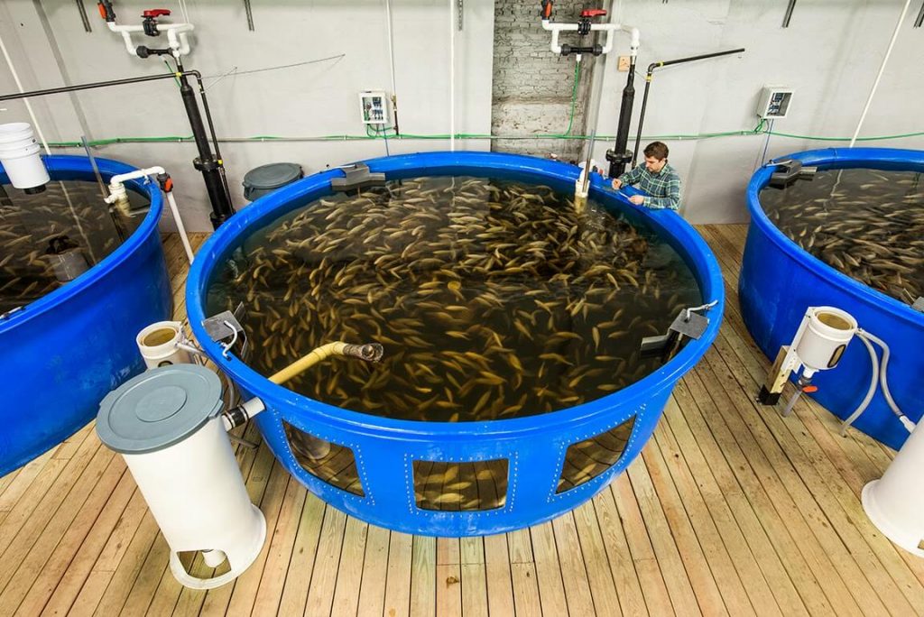 Cómo Iniciar Un Negocio De Crianza O Cultivo De Peces 2024