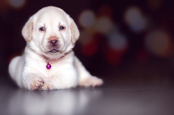 10 Ideas de negocios y servicios para nuestras mascotas