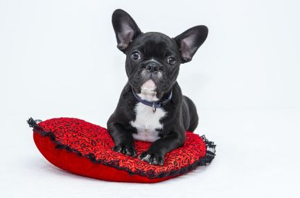 Montar un Negocio diferente de Masajes para Mascotas - Servicios para mascotas
