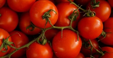 produccion de tomate