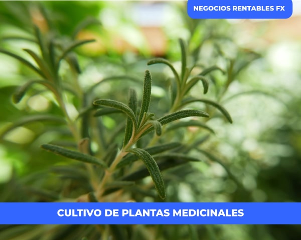 Iniciar un cultivo de plantas medicinales