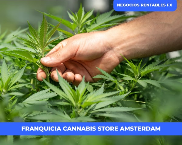 negocio Cannabis Store Amsterdam